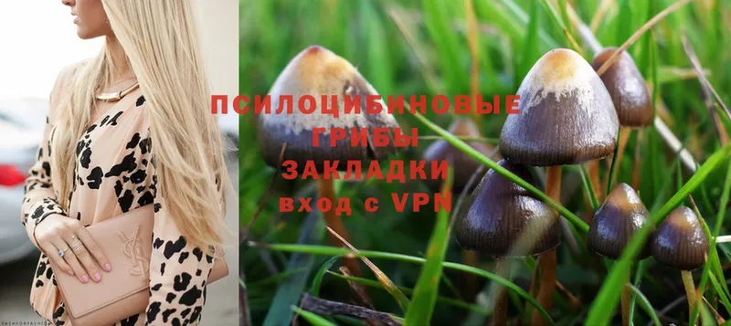 цена   Бабаево  Псилоцибиновые грибы Magic Shrooms 