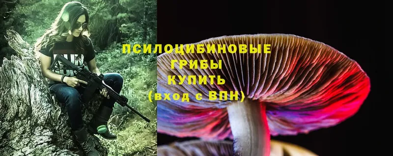 Псилоцибиновые грибы Psilocybine cubensis  где можно купить   Бабаево 